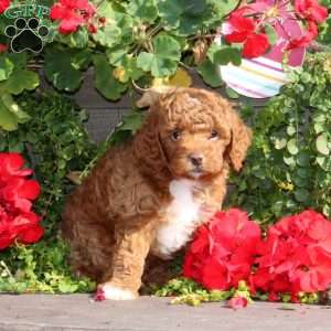 Justin, Cavapoo Puppy